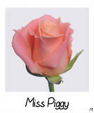 Miss Piggy+